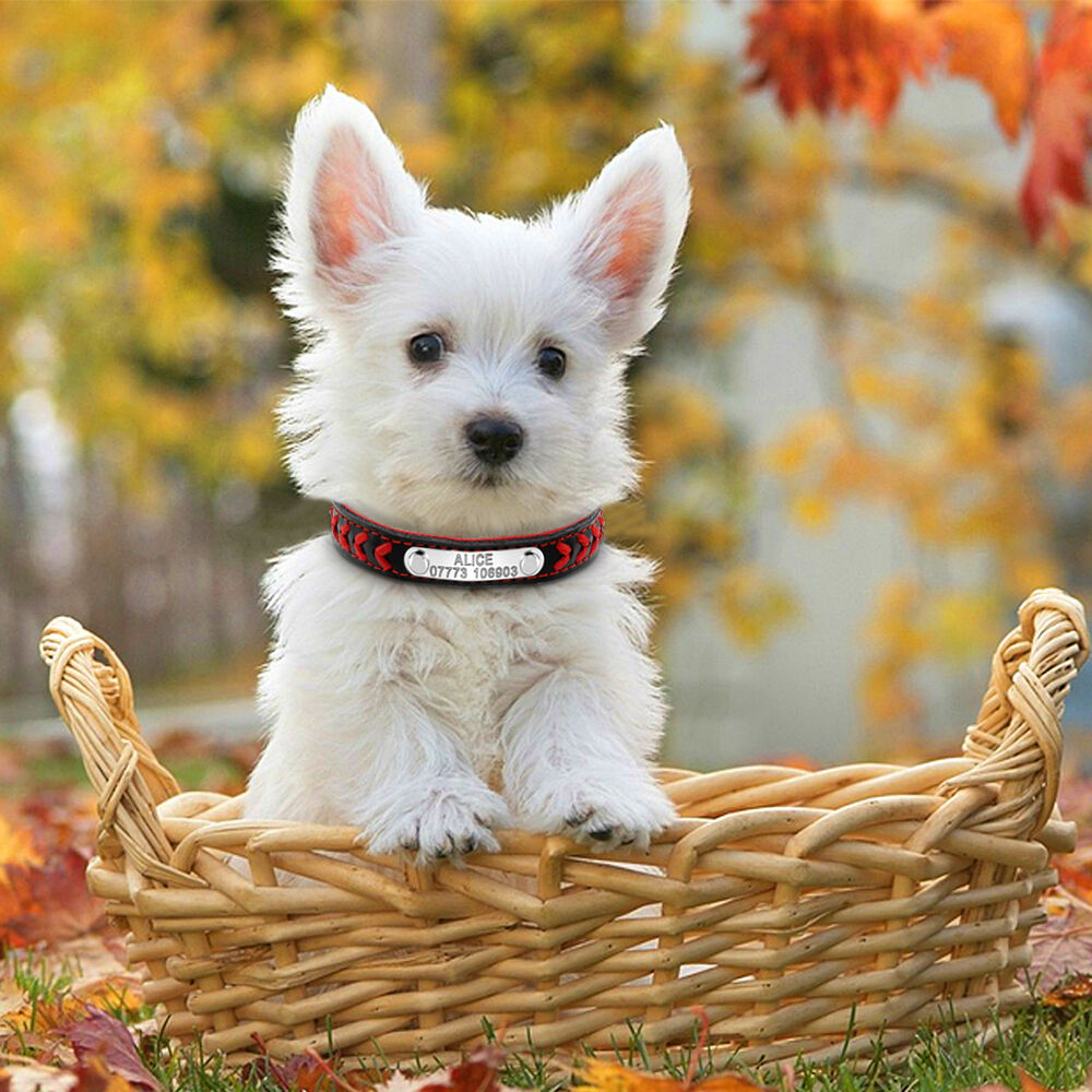 Braided Custom Personalized Dog Collar Leather Padded Dog Pet ID Name Collars GrindStyle